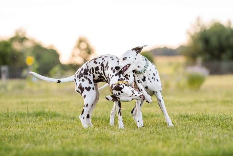 Else und Dixi beim Spielen