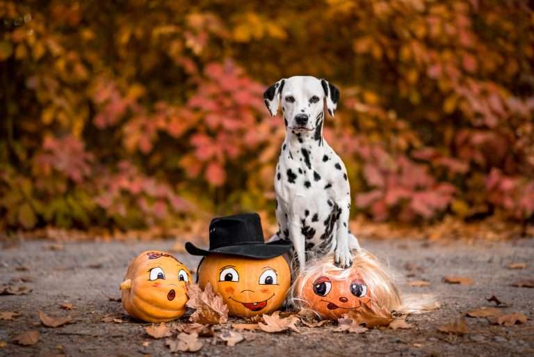 Alva auf Kürbisköpfen