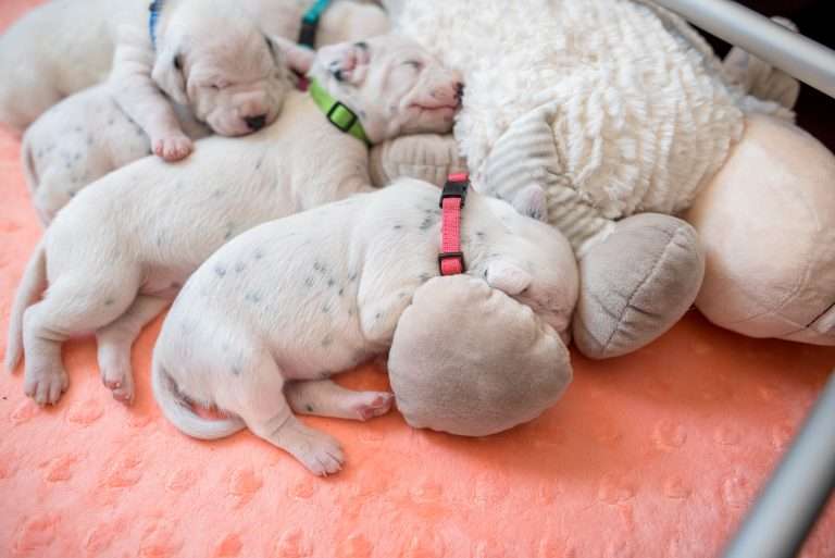 A-Wurf 11. Lebenstag (1)