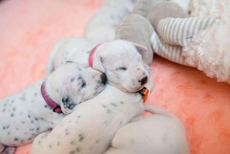 A-Wurf 11. Lebenstag (5)