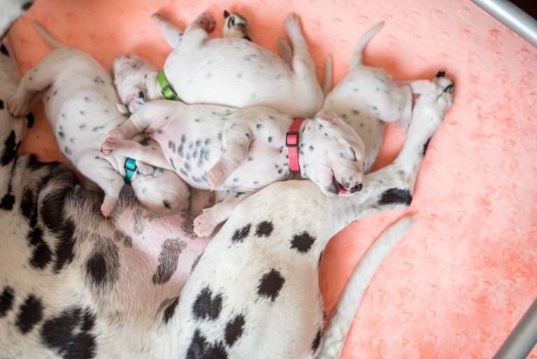 A-Wurf 13. Lebenstag (1)