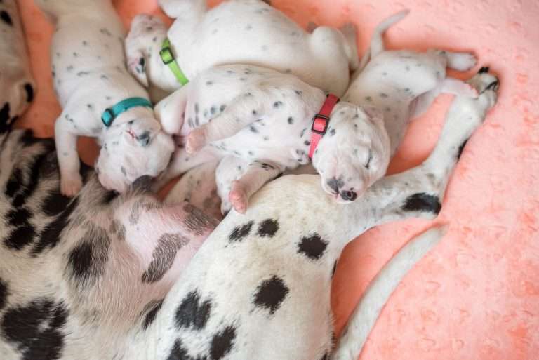 A-Wurf 13. Lebenstag (3)