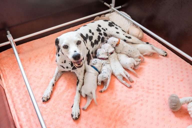 A-Wurf 13. Lebenstag (5)