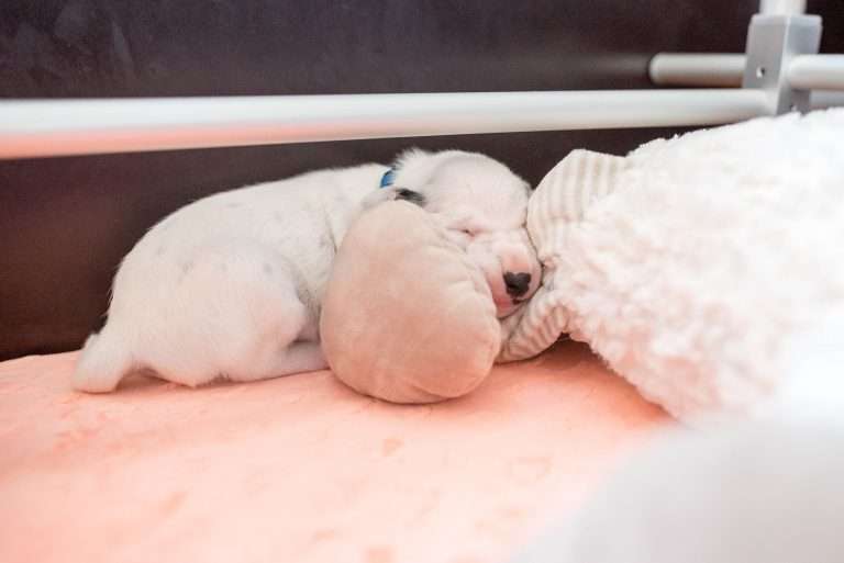 A-Wurf 13. Lebenstag (14)