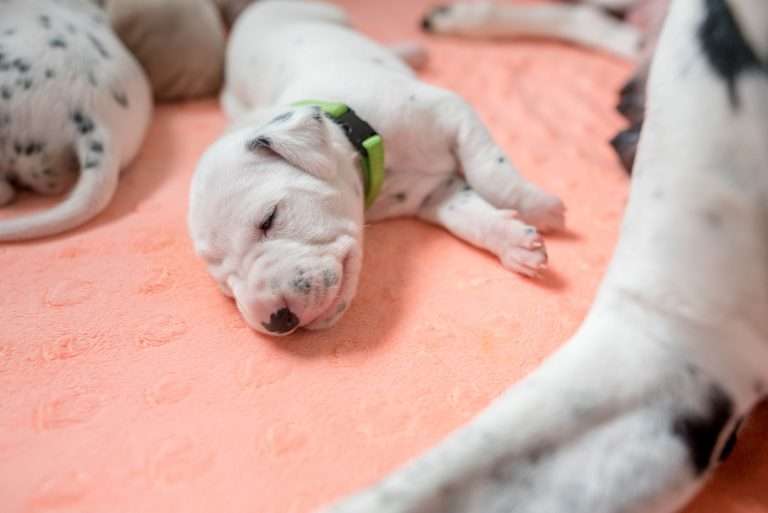 A-Wurf 15. Lebenstag (10)