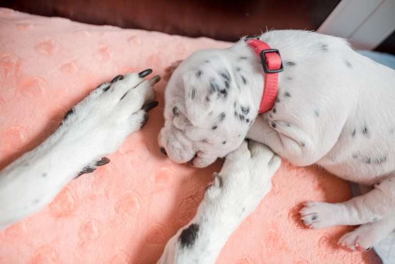 A-Wurf 15. Lebenstag (13)