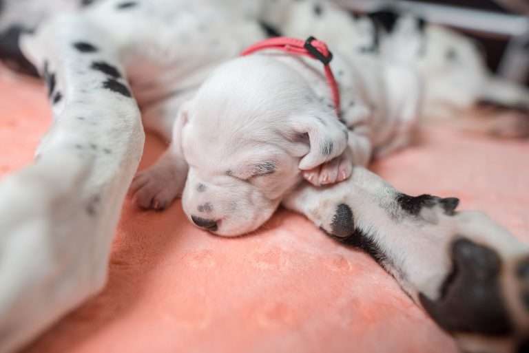 A-Wurf 15. Lebenstag (14)