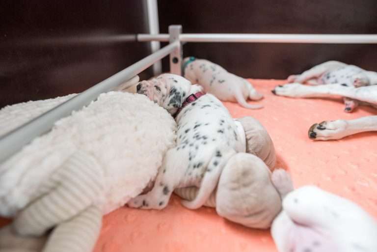 A-Wurf 15. Lebenstag (15)