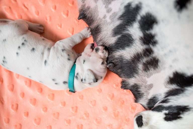 A-Wurf 15. Lebenstag (16)