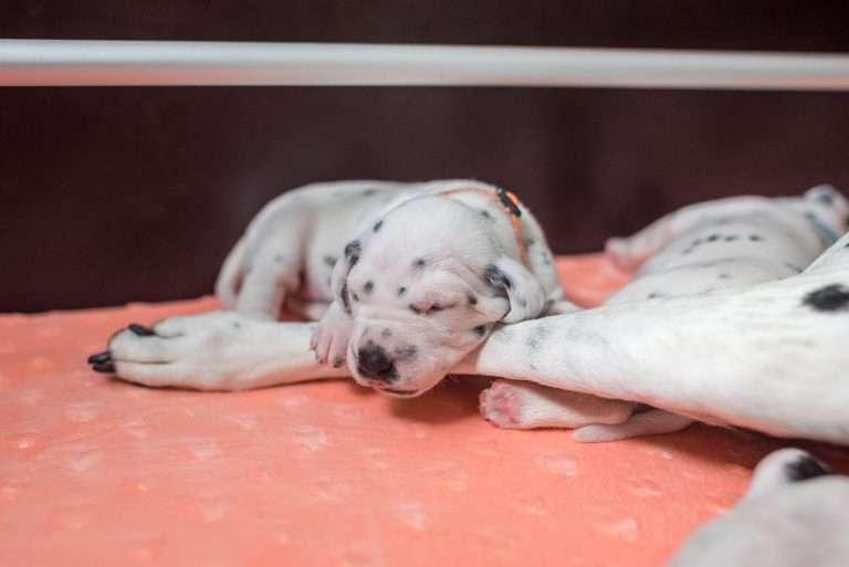 A-Wurf 15. Lebenstag (2)