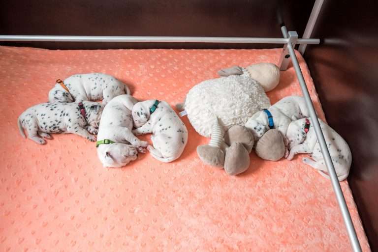 A-Wurf 13. Lebenstag (9)