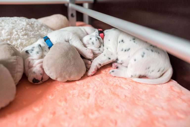 A-Wurf 13. Lebenstag (10)