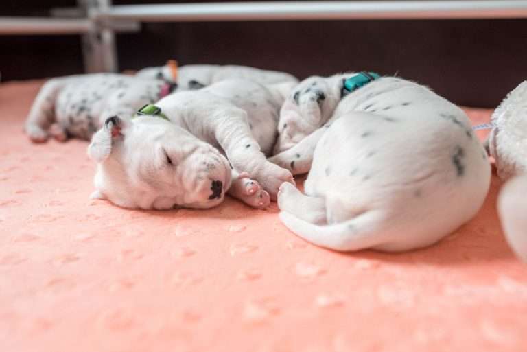 A-Wurf 13. Lebenstag (11)