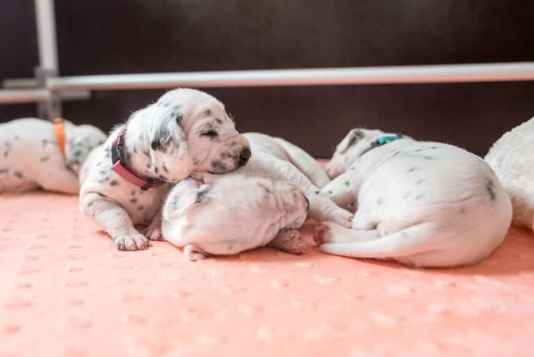 A-Wurf 13. Lebenstag (13)