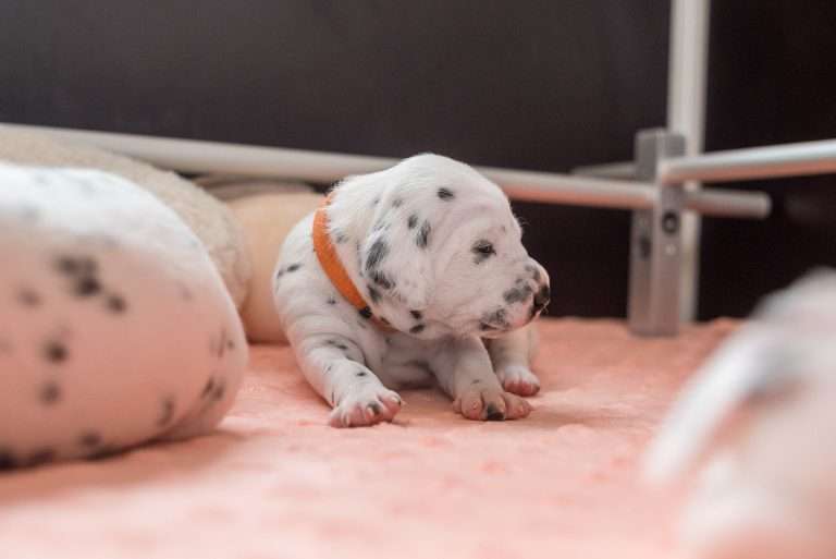 A-Wurf 13. Lebenstag (16)