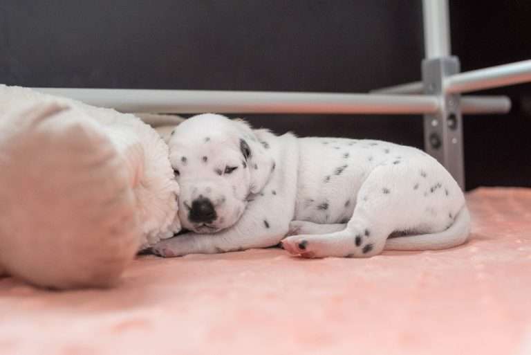 A-Wurf 13. Lebenstag (18)