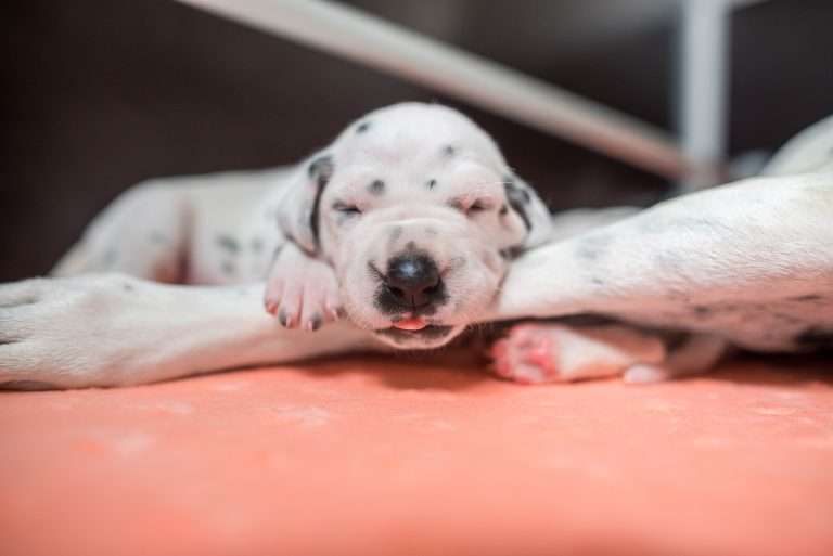 A-Wurf 15. Lebenstag (3)