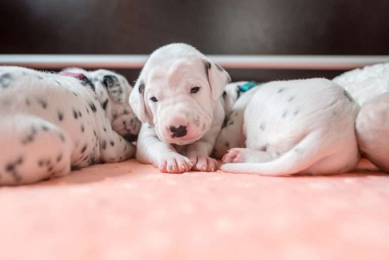 A-Wurf 13. Lebenstag (19)