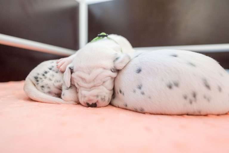 A-Wurf 13. Lebenstag (21)