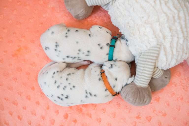 A-Wurf 13. Lebenstag (22)