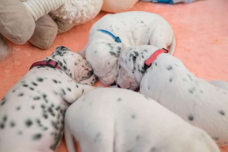 A-Wurf 13. Lebenstag (23)