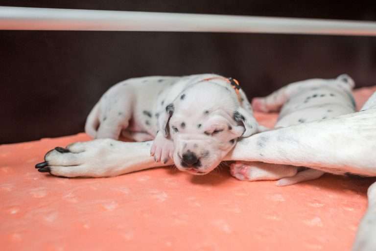 A-Wurf 15. Lebenstag (4)