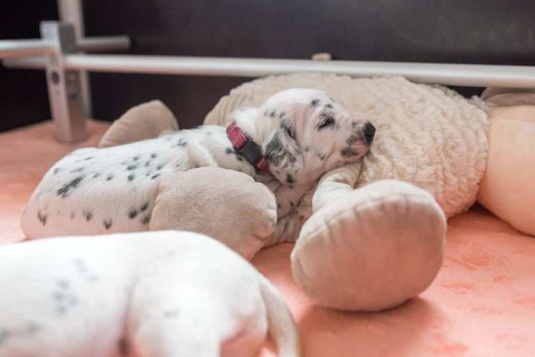 A-Wurf 15. Lebenstag (5)