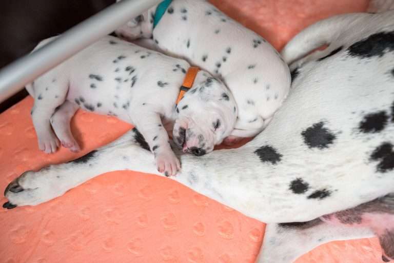 A-Wurf 15. Lebenstag (6)