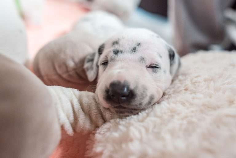 A-Wurf 15. Lebenstag (7)