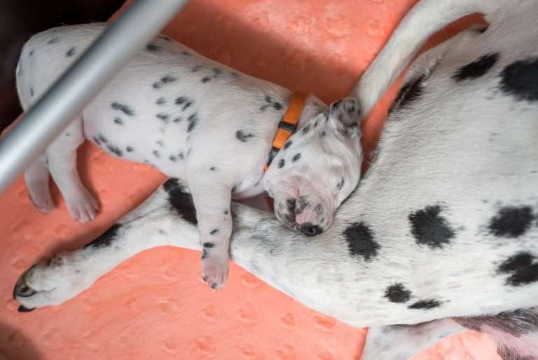 A-Wurf 15. Lebenstag (8)