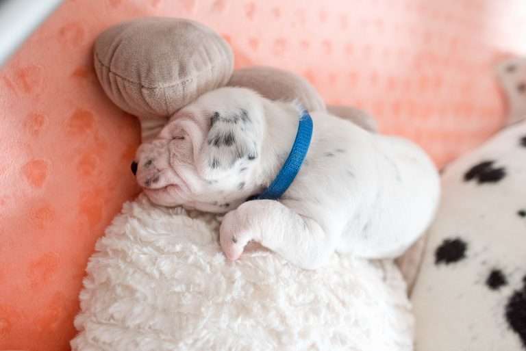 A-Wurf 15. Lebenstag (9)