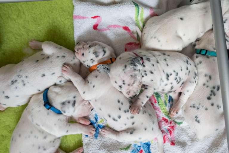 A-Wurf 16. Lebenstag (1)