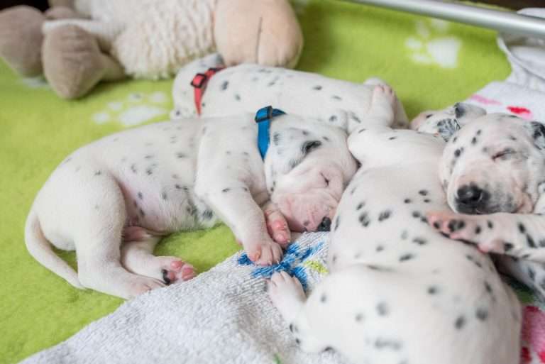 A-Wurf 16. Lebenstag (10)