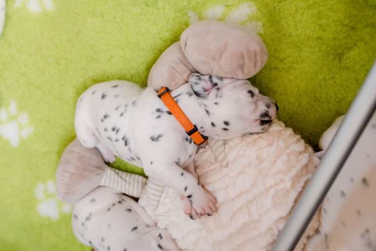 A-Wurf 16. Lebenstag (11)