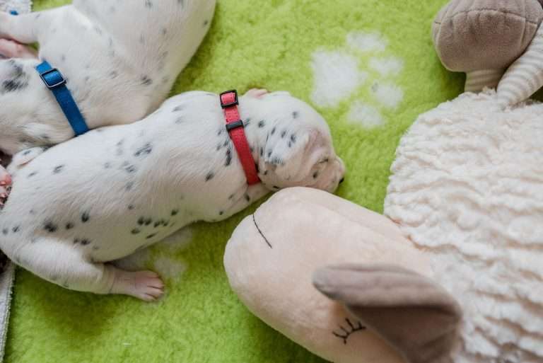 A-Wurf 16. Lebenstag (12)