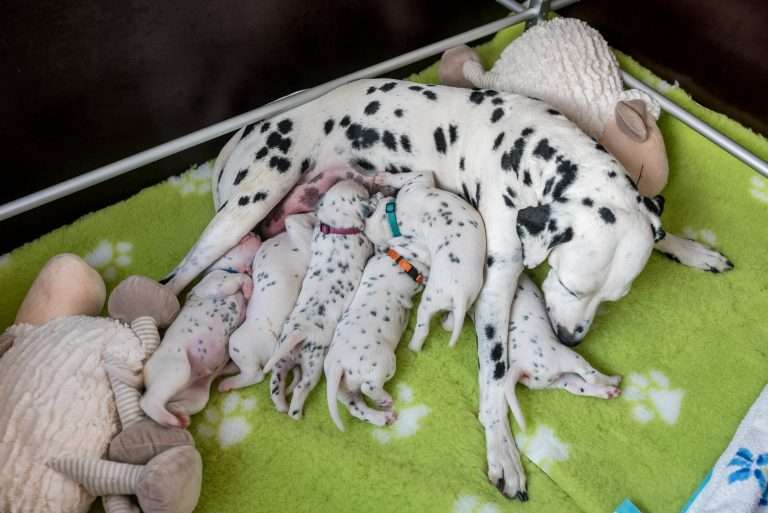 A-Wurf 16. Lebenstag (13)