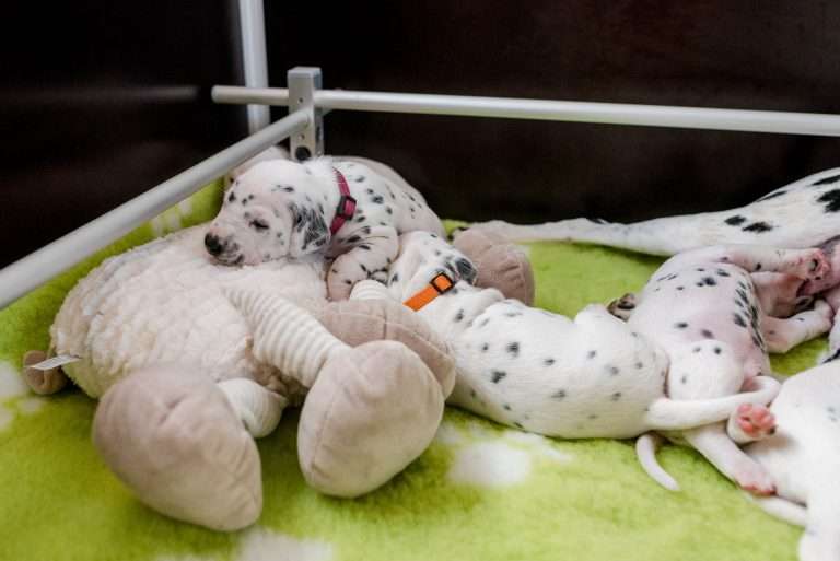 A-Wurf 16. Lebenstag (14)