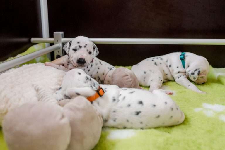 A-Wurf 16. Lebenstag (15)