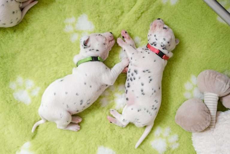 A-Wurf 16. Lebenstag (2)