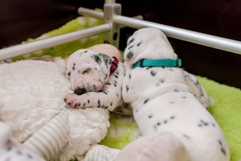 A-Wurf 16. Lebenstag (3)