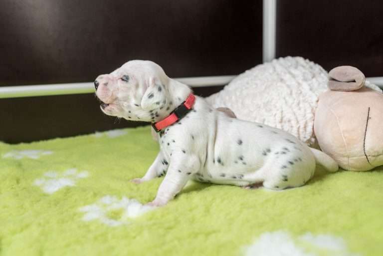 A-Wurf 16. Lebenstag (4)