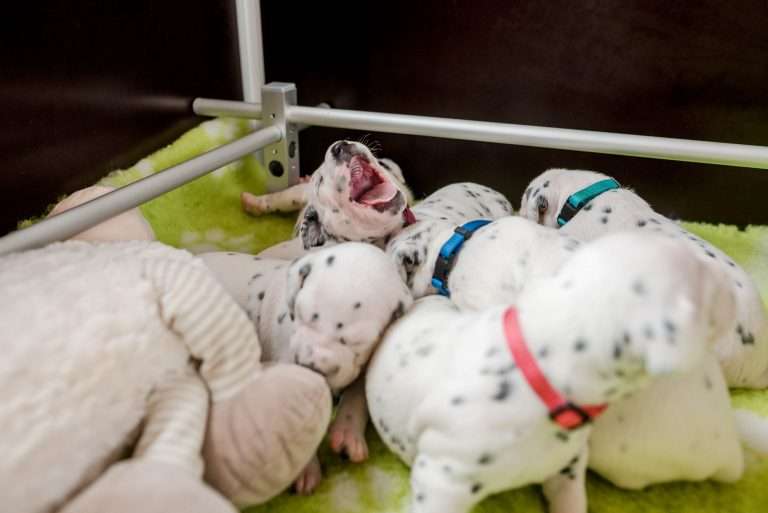 A-Wurf 16. Lebenstag (5)