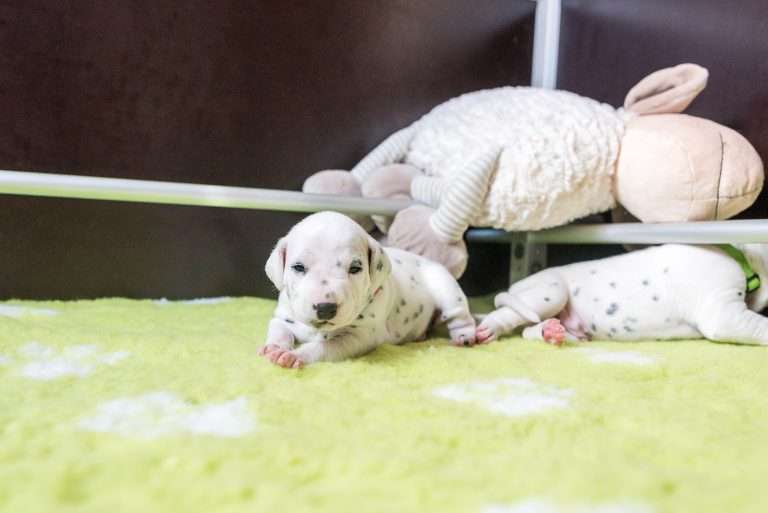 A-Wurf 16. Lebenstag (6)