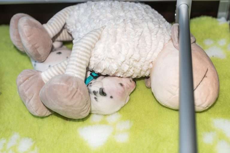 A-Wurf 16. Lebenstag (7)