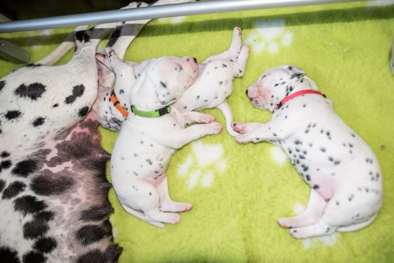 A-Wurf 16. Lebenstag (8)