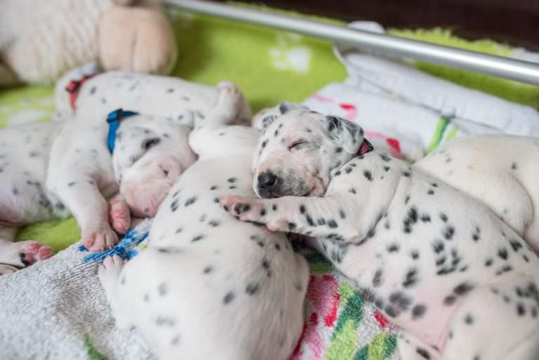 A-Wurf 16. Lebenstag (9)