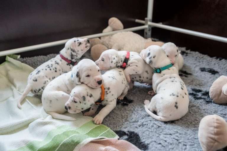 A-Wurf 17. Lebenstag (1)