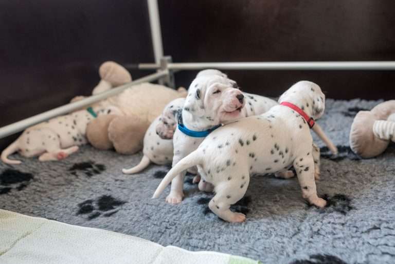 A-Wurf 17. Lebenstag (10)