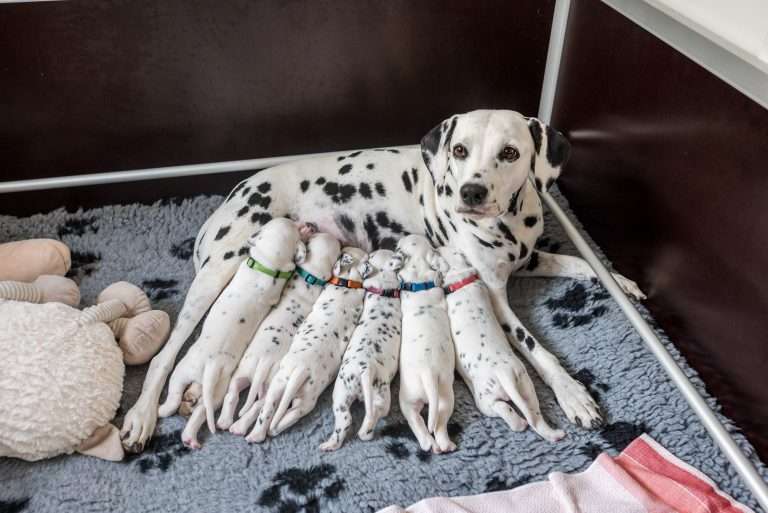 A-Wurf 17. Lebenstag (2)