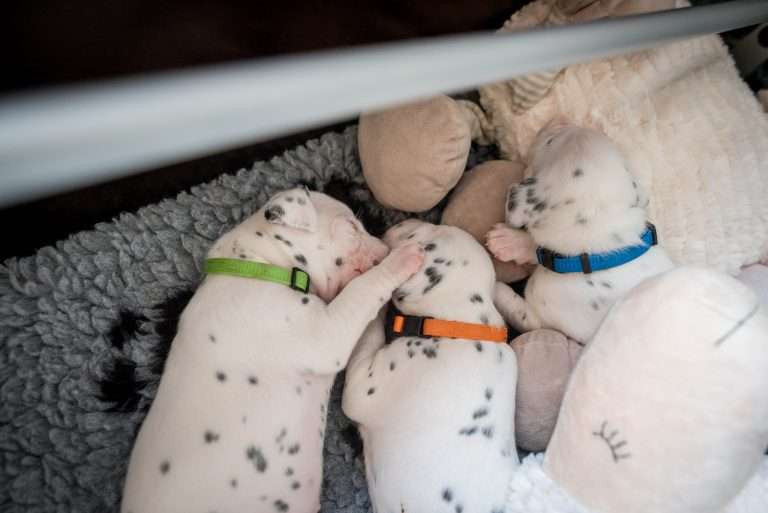 A-Wurf 17. Lebenstag (3)